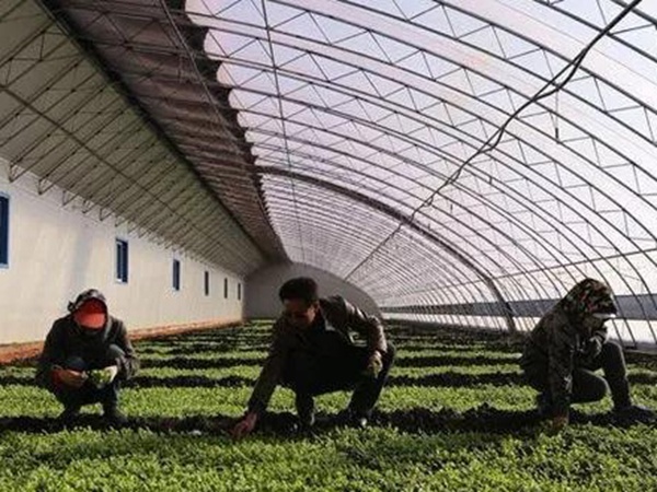 「菊苣」播種前準備與種植方法