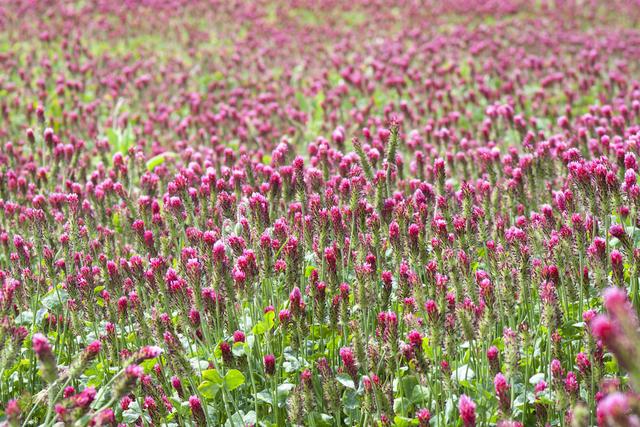 紅三葉種植技術介紹，多樣用處的三葉草
