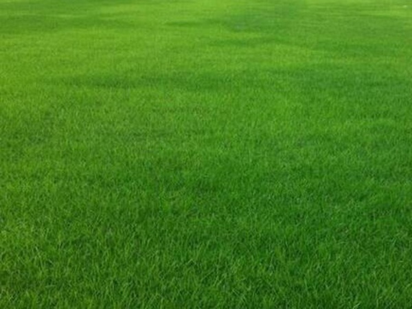 哪個公司有賣百慕大種子？種植后幾天可以發芽？