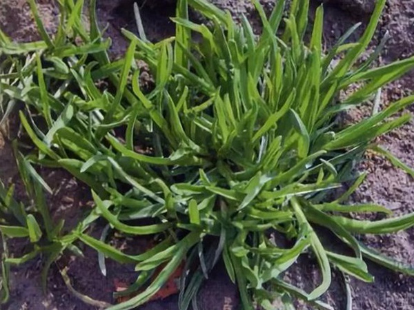 草坪種子——小麥田早熟禾怎么除？有什么方法去除？