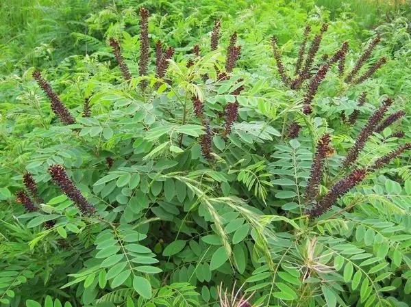 紫穗槐種子的種植方法與管理技術