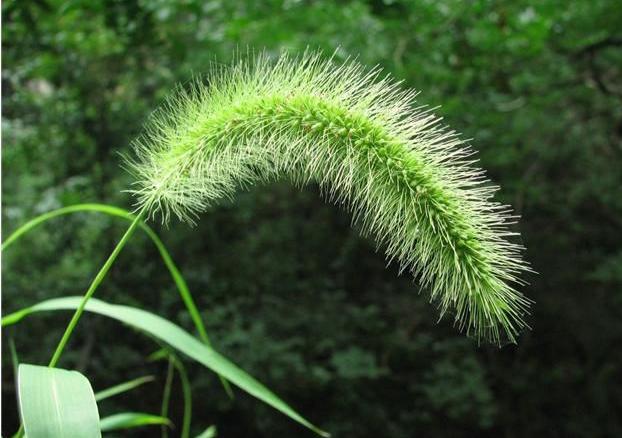 狗尾巴草用途居然還有這么多的