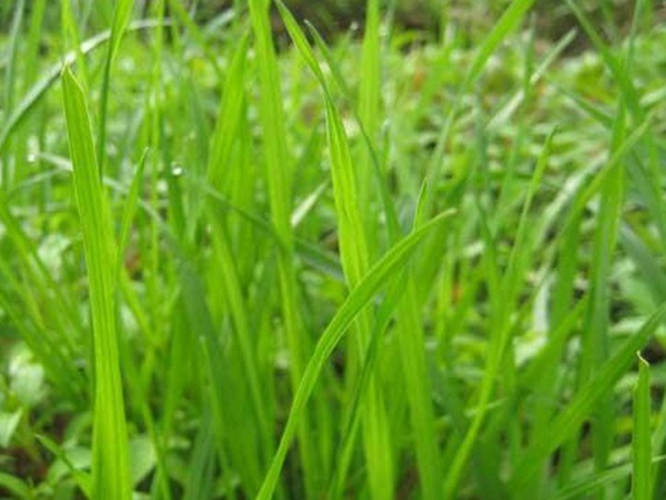 最適合養牛的四種牧草有哪些