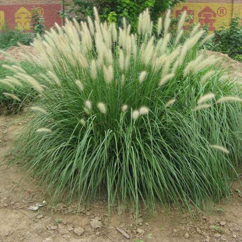 東方狼尾草 東方狼尾草