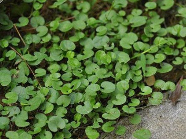 園林綠化中草坪種類的分類與鑒別要點