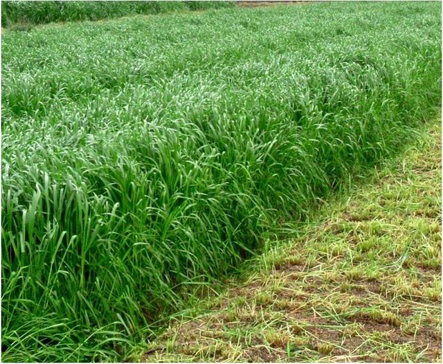 黑麥草的用途有什么？黑麥草種子用途有多少？