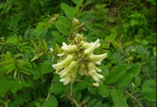 常綠灌木種子—山毛豆形態特征以及播種時間 常綠灌木種子—山毛豆形態特征以及播種時間