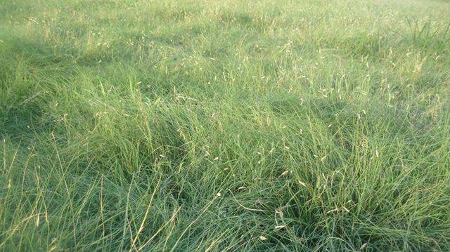野牛草種植這幾個步驟一定要掌握好，種植就比較簡單