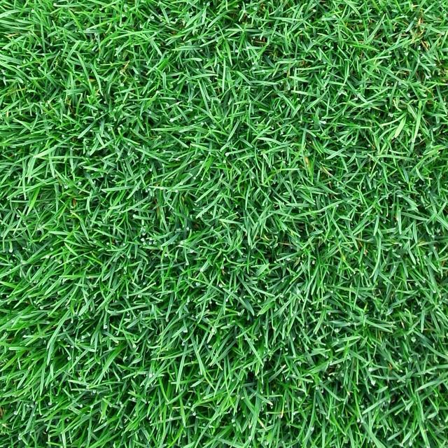 百慕大草坪經濟價值以及播種管理技術