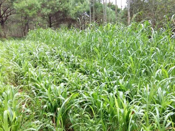 蘇丹草介紹以及主要價值,生長速度 蘇丹草介紹以及主要價值,生長速度