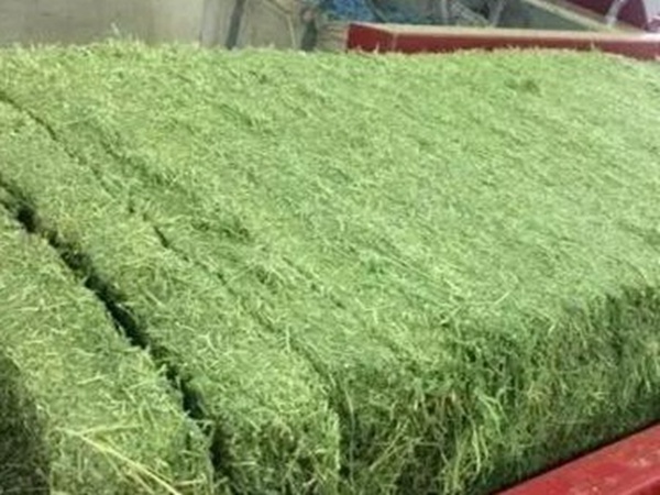 紫花苜蓿的種植技術與田間管理 紫花苜蓿的種植技術與田間管理