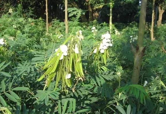 常綠灌木種子—山毛豆形態特征以及播種時間 常綠灌木種子—山毛豆形態特征以及播種時間