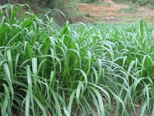 皇竹草種植方法？多少度下適合播種？