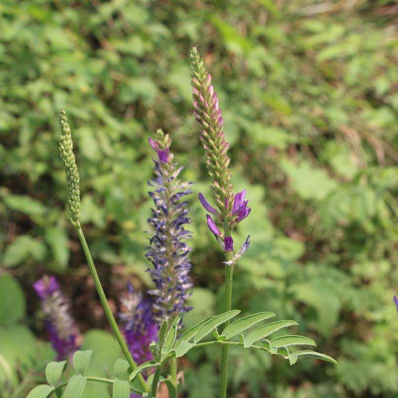 紅豆草的栽培技術(shù)與管理方法 紅豆草的栽培技術(shù)與管理方法