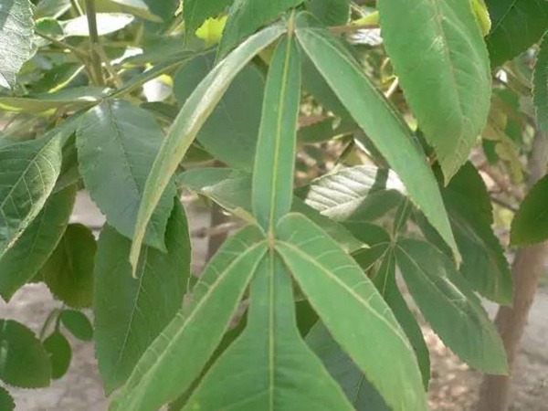 鹽膚木栽培管理以及防治方法有哪些 鹽膚木栽培管理以及防治方法有哪些