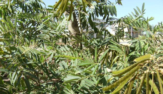 毛豆常見,山毛豆種植技術(shù)有哪些? 毛豆常見,山毛豆種植技術(shù)有哪些?