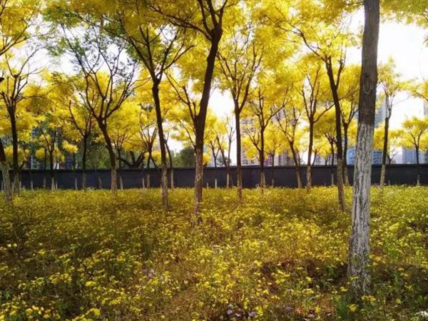 苦荬菜簡單介紹與營養價值 苦荬菜簡單介紹與營養價值