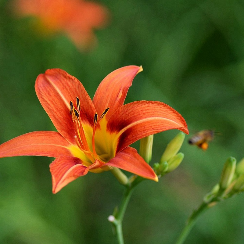大花萱草 大花萱草