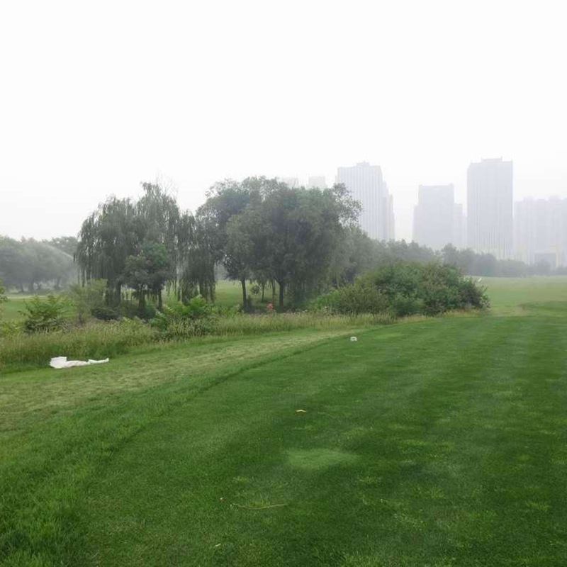 草坪種子——高羊茅種植方法以及養護管理技術