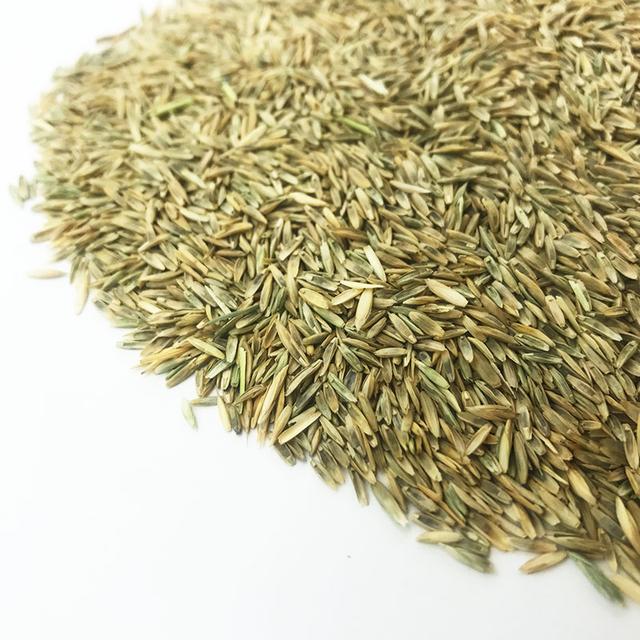 優(yōu)質牧草種黑麥草，生長速度快，產(chǎn)量高，畜牧愛吃