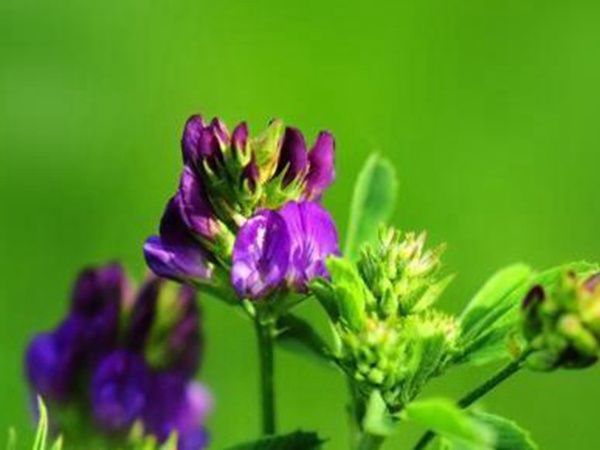 “牧草之王”紫花苜蓿怎么種植比較好,什么時候能種植比較合適? “牧草之王”紫花苜蓿怎么種植比較好,什么時候能種植比較合適?