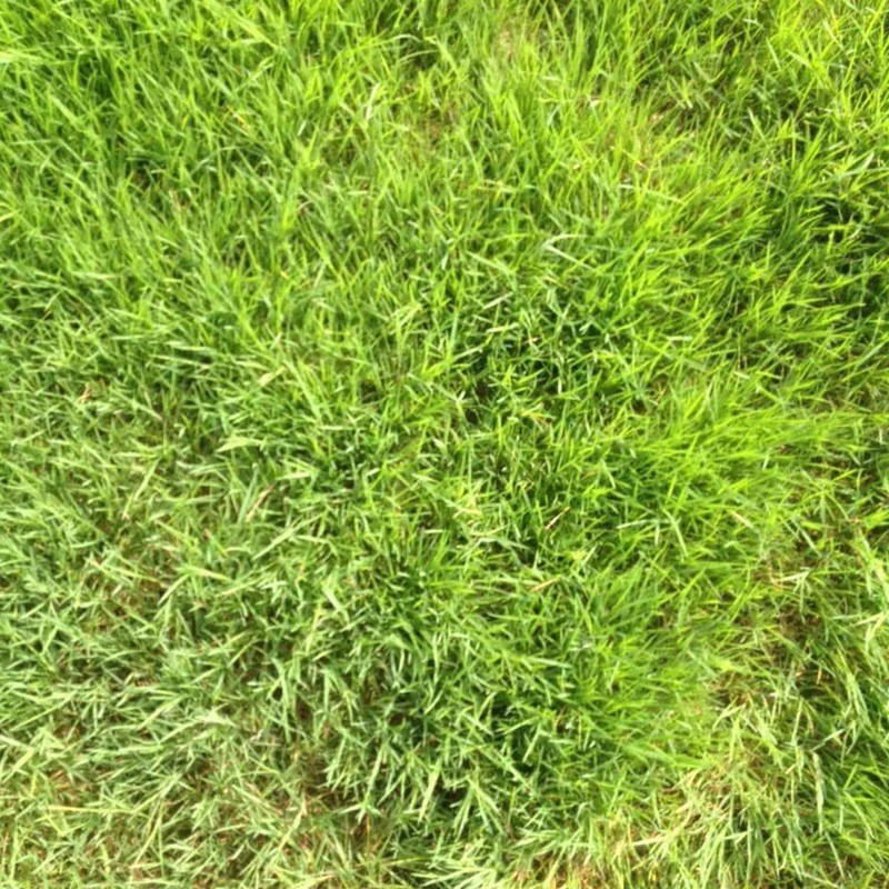 剪股穎綠化草坪種子草簡介基本介紹 剪股穎綠化草坪種子草簡介基本介紹