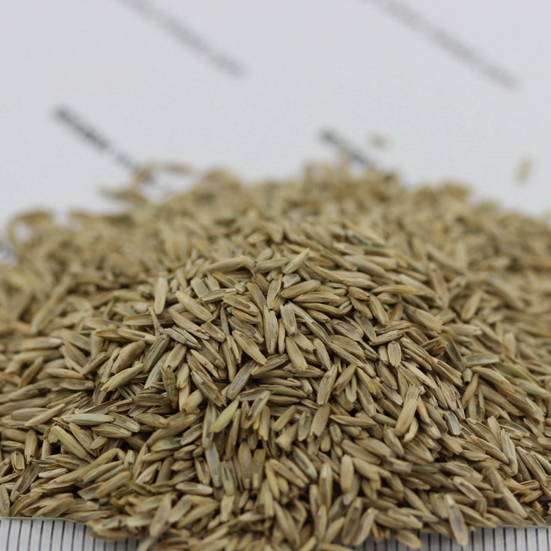 多年生黑麥草栽培技術(shù)與管理方法 多年生黑麥草栽培技術(shù)與管理方法