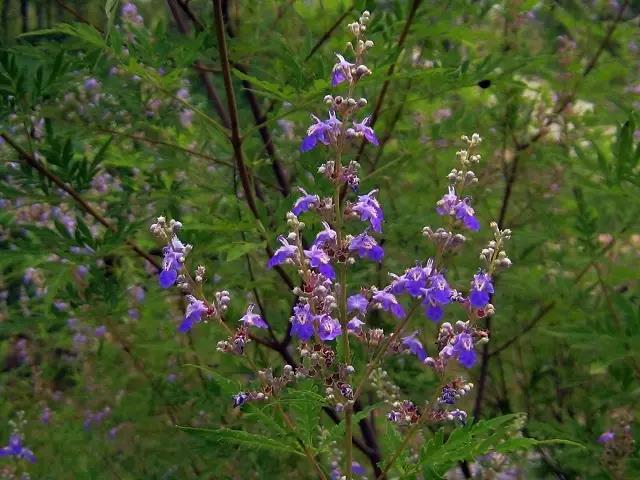 荊條形態(tài)特征以及基本經(jīng)濟(jì)價(jià)值 荊條形態(tài)特征以及基本經(jīng)濟(jì)價(jià)值