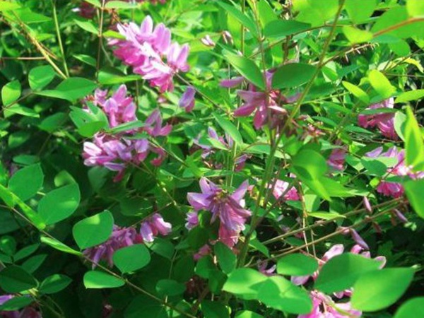 多花木蘭--常用護坡灌木種子栽培技術(shù) 多花木蘭--常用護坡灌木種子栽培技術(shù)