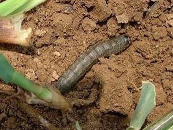 種植墨西哥玉米有這幾個要點，掌握好這幾個要點獲得高產量