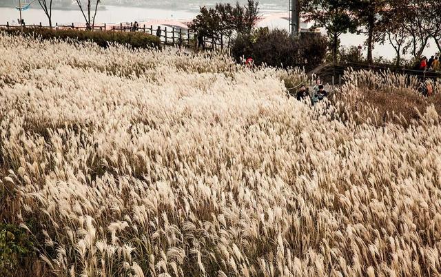 草坪有哪幾種分類你知道嗎？