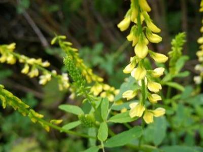 草木犀種植方法及特點介紹，什么時候種植比較好