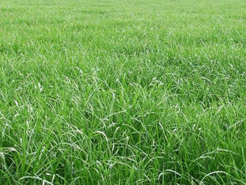 黑麥草的用途有什么？黑麥草種子用途有多少？