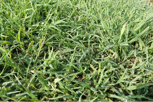 庭院草坪|院子里的天然草坪建植及養(yǎng)護(hù)方法