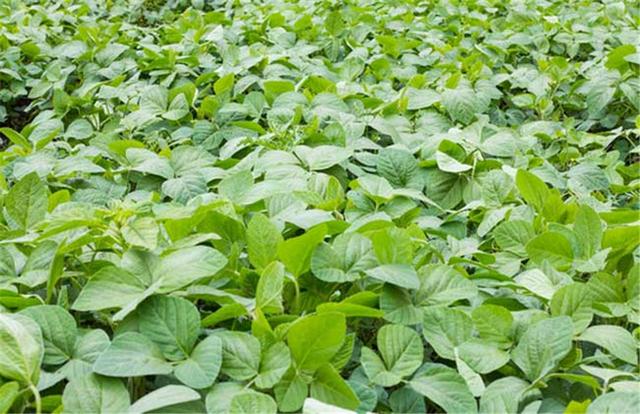 黑豆如何種植?種植方法是什么?有什么需要注意的? 黑豆如何種植?種植方法是什么?有什么需要注意的?