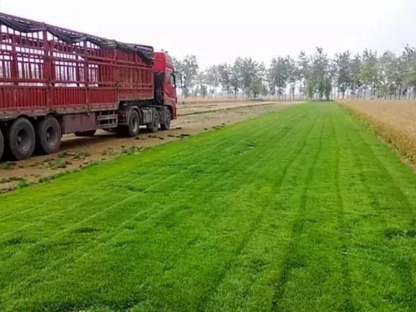 果嶺草與馬尼拉有什么區別 果嶺草與馬尼拉有什么區別