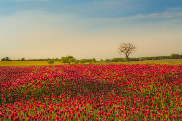 紅三葉種植技術介紹，多樣用處的三葉草