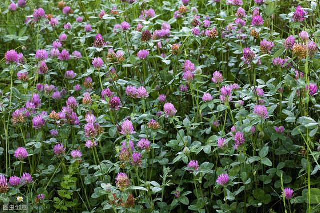 想要紅三葉牧草產量高,應該怎么做? 想要紅三葉牧草產量高,應該怎么做?