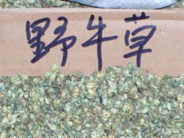 野牛草種植技術以及養護管理方法有哪些