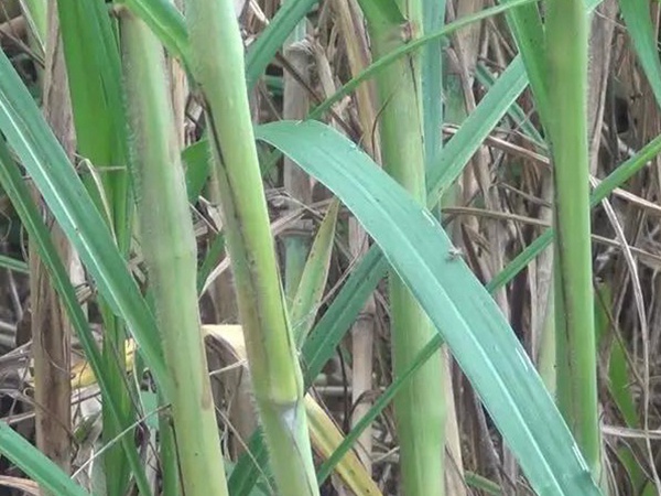 竹鼠粗糧—皇竹草種植方法與播種技術(shù) 竹鼠粗糧—皇竹草種植方法與播種技術(shù)