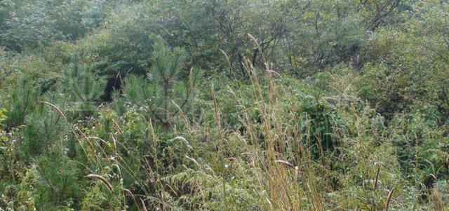 想種植披堿草，又不知道種植方法，這有幾個方法