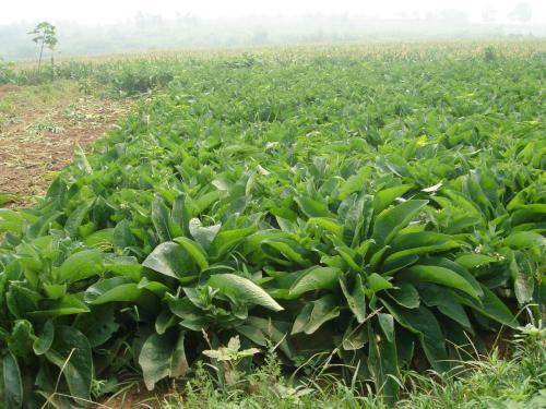 魯梅克斯的前景應用,主要特點是什么? 魯梅克斯的前景應用,主要特點是什么?