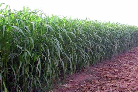 優質的牧草——蘇丹草，怎么種植可以高產