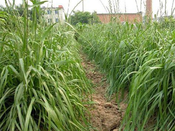 墨西哥玉米草種子哪家公司有賣？育苗方法是什么？