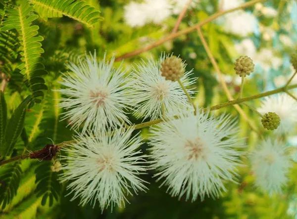 賞花——【銀合歡】主要價值 賞花——【銀合歡】主要價值
