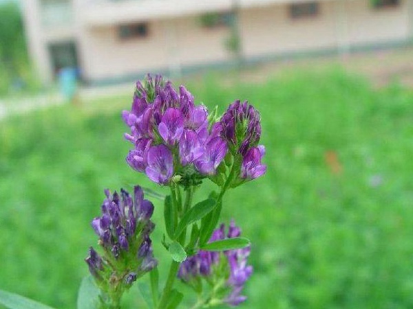 “牧草之王”紫花苜蓿怎么種植比較好,什么時候能種植比較合適? “牧草之王”紫花苜蓿怎么種植比較好,什么時候能種植比較合適?