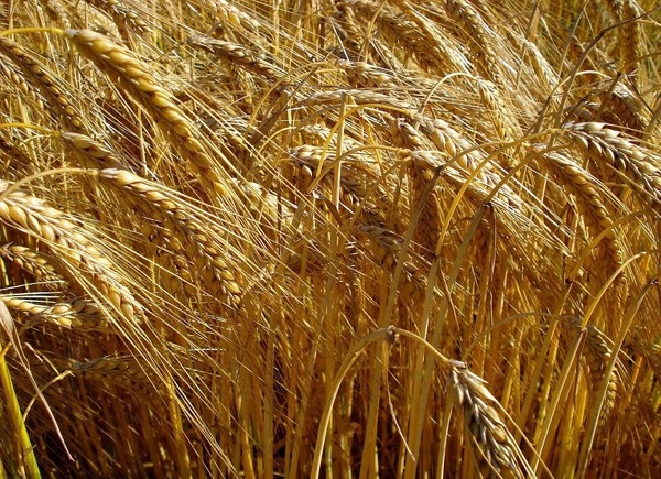 大麥——喂養信鴿的一種非常好的飼料