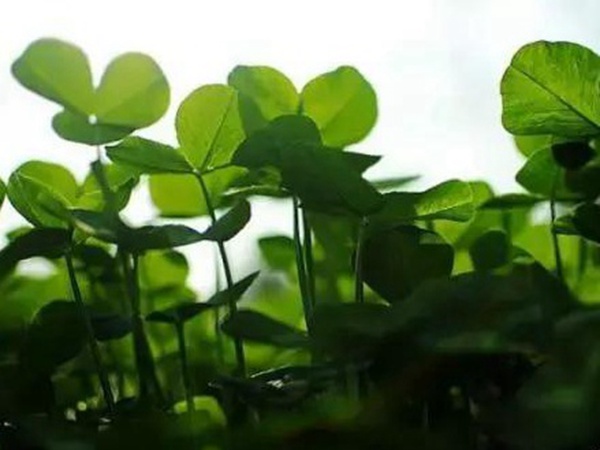 十種優(yōu)質牧草及其栽培技術與方法