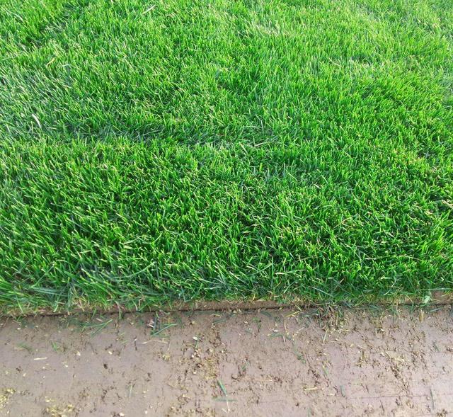 園林里的一片綠——果嶺草的綠化