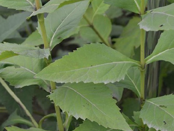 牧草種子介紹丨串葉松香草形態特征以及主要價值 牧草種子介紹丨串葉松香草形態特征以及主要價值
